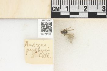 Media type: image;   Entomology 771457 Aspect: Labels
